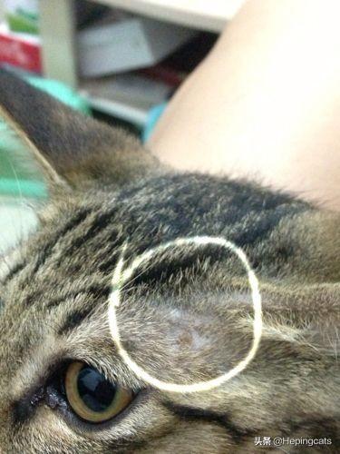 猫咪身上有结痂、小疙瘩或是局部脱毛怎么办？是猫癣吗？