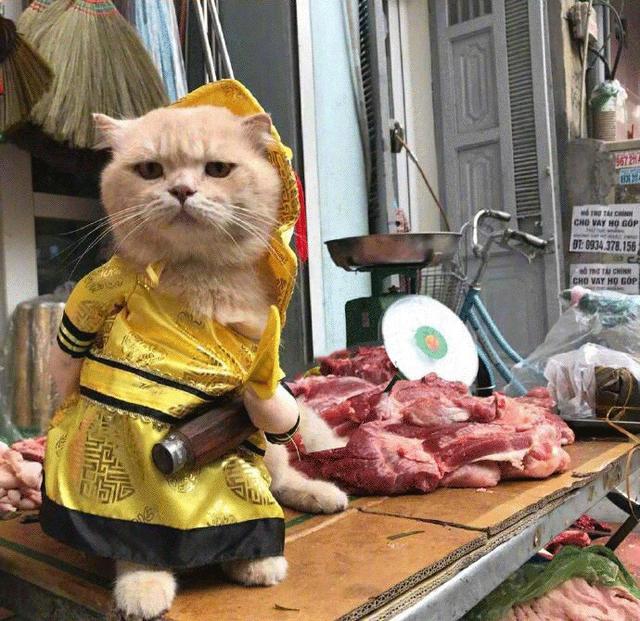 喵星人坐镇菜市场成招财猫，帮忙招揽顾客后，为自己赚取猫粮钱