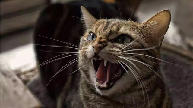 猫咪喵叫是为告知主人信息，学会六种常见猫语，更好理解爱猫状态