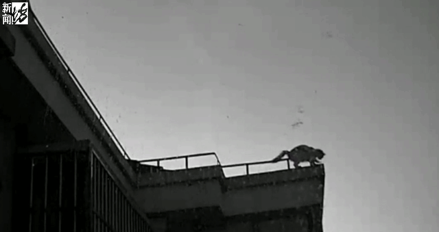 流浪猫住到楼顶天台，常常天不亮就叫，还有爱心人士投喂猫粮