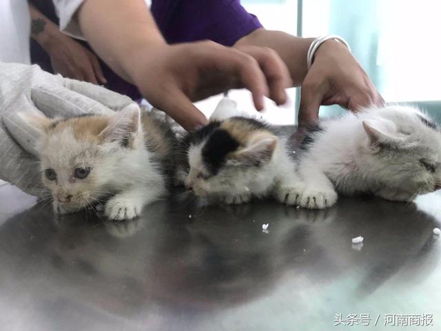 郑州紫荆山绿化带里发现3只刚出生的流浪猫，你愿意领养吗？