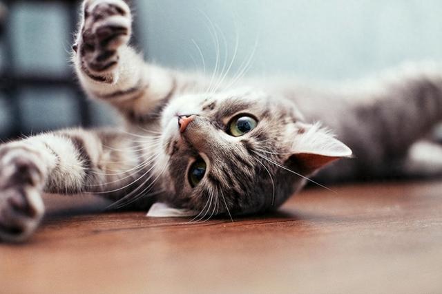 猫咪与地板：安全舒适的家，从选对地板开始