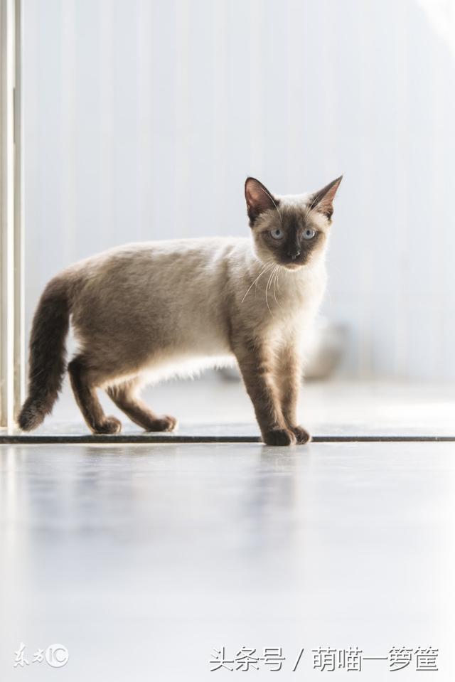 盘点世界上最温顺亲人的10种猫咪，你家的猫咪上榜了吗？