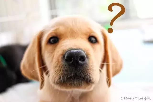 在日本公寓养宠物合法么？一个月的开销是多少？