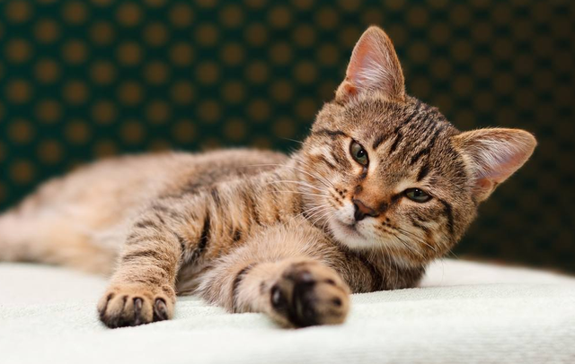 养猫们最头疼的几大问题 养猫的你是否中招？