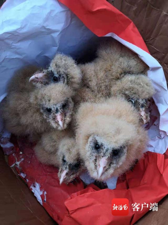 国家二级保护动物！海口森警和村民联手救助5只小猫头鹰