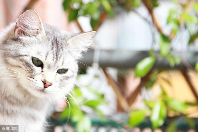 猫咪闻到消毒液就异常兴奋？养猫家庭的清洁消毒剂该如何选择