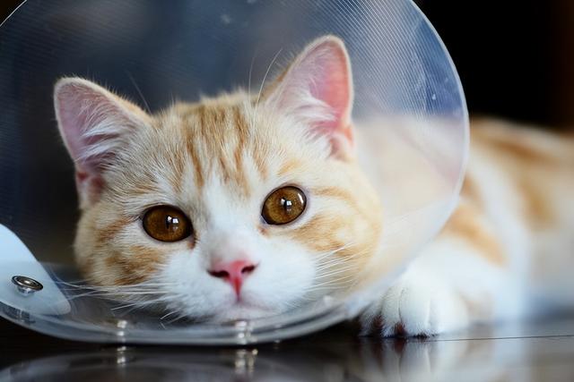猫结膜炎：爱猫的眼睛问题及应对方法