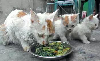 “这里还有些剩菜剩饭，带回去喂猫吧……”