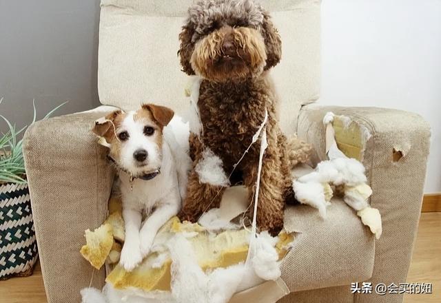 家里有宠物，如何挑选一款抗猫抓狗刨的沙发？过来人的建议值得学