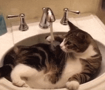总爱给猫咪洗澡的铲屎官，你知道，人和猫相比谁更脏吗？
