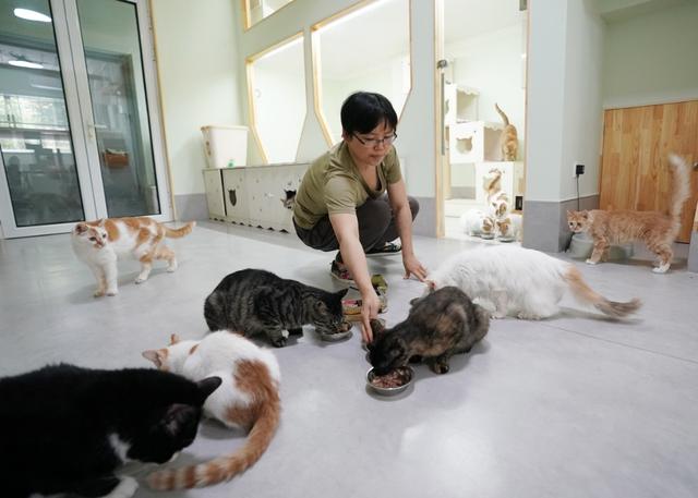 北京有群爱猫人，想给每只流浪猫找个“铲屎官”