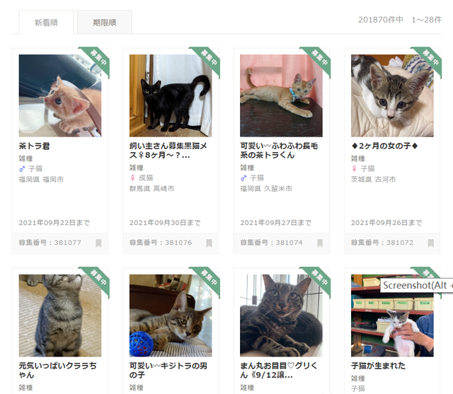 名校志向塾——留学生日本养猫指南