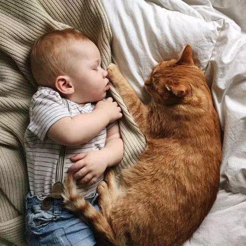 辟谣：家里有宝宝就不能养猫！
