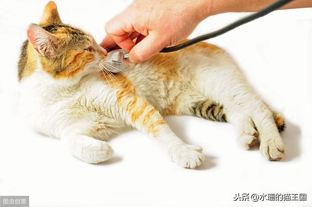 新猫多发疾病，猫呼吸道疾病综合症，如何诊断，怎么治疗？