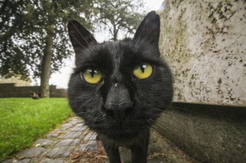 民间流传5种邪性动物，黑猫不招人待见就是因为长得黑？