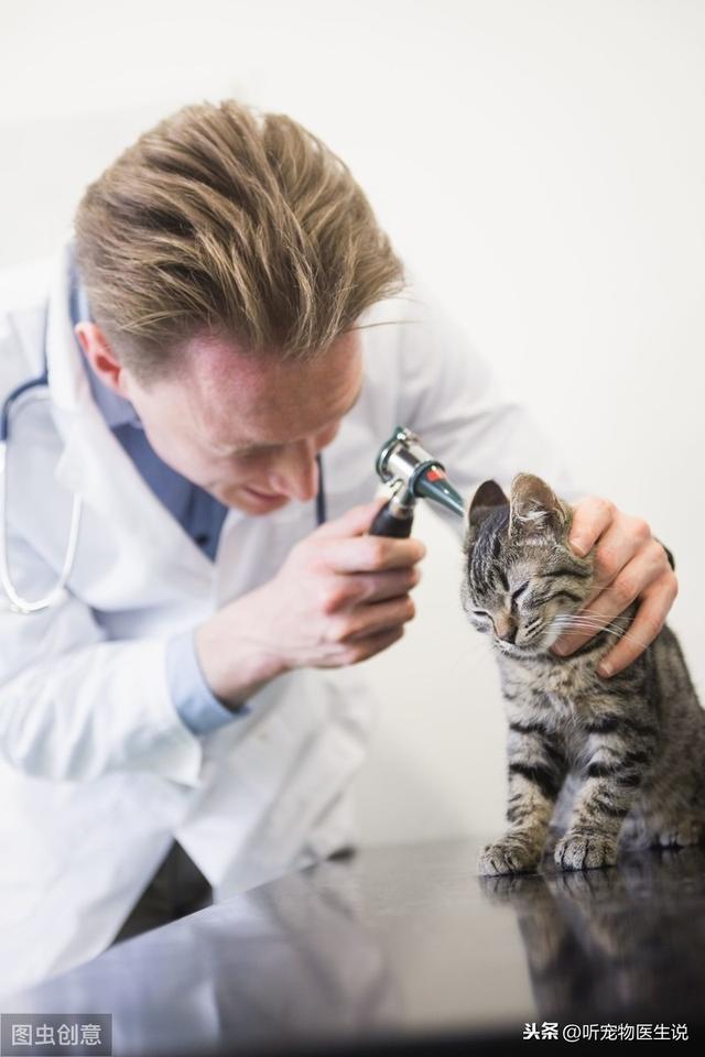 如何科学饲养猫咪，宠物医生总结出了这8方面的常识和注意事项