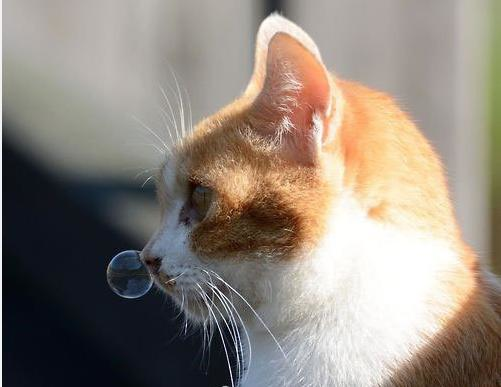 养猫常识：猫的过敏症状以及防治方法