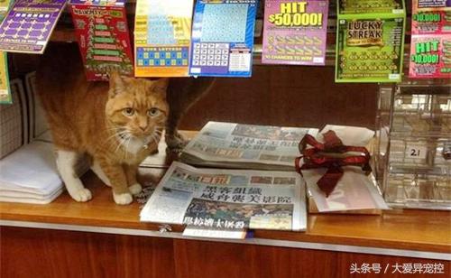 超市请来一只猫咪做店长，销售额从此翻倍，难道真是一只招财猫？