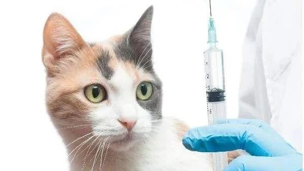 谨慎给你的猫打狂犬疫苗，严重时会致死