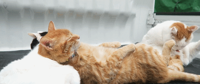 猫咪为什么经常挠痒痒？出现过度挠痒痒的情况该怎么办？