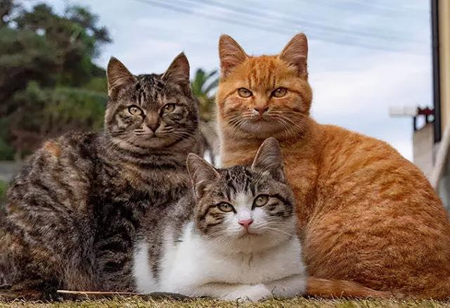 最为常见的8个家养猫咪品种，看看有你家的吗？