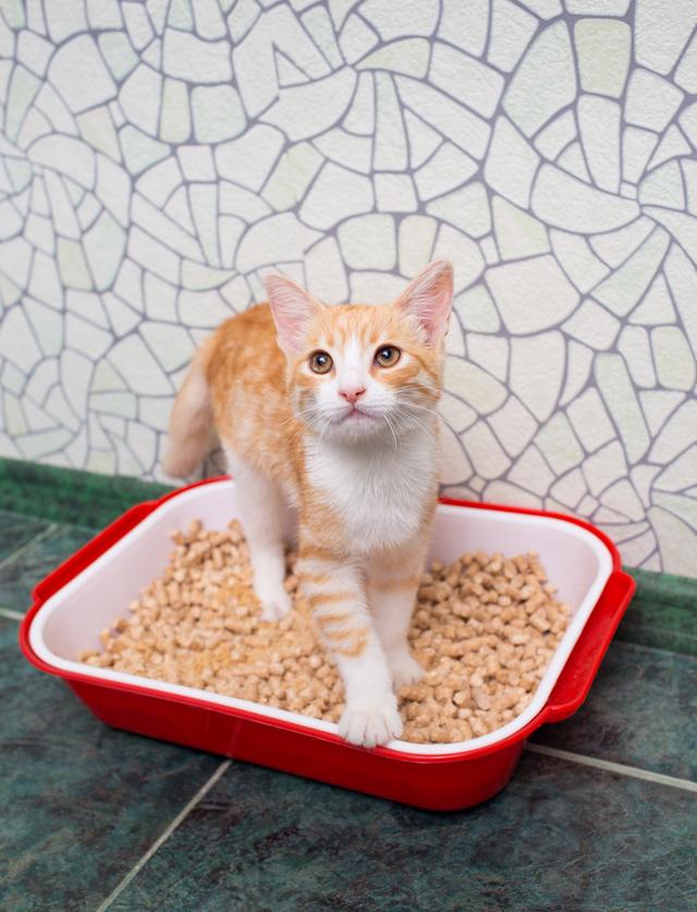 猫咪乱拉，要么是主人买错猫砂，要么是猫砂盆放错地方