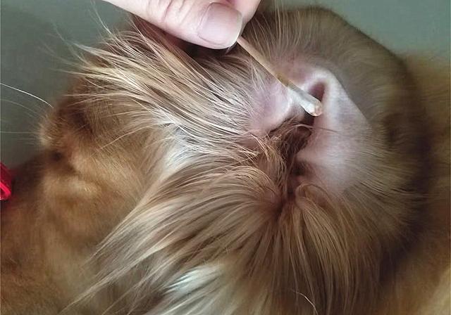 猫咪抓耳挠腮只是因为耳螨？铲屎官若不在意，当心诱发外耳炎