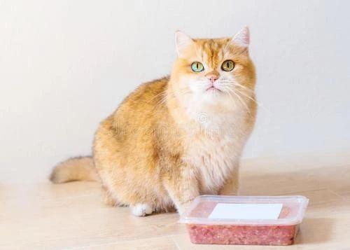家里养猫咪有味道？如何缓解或去除这个味道呢？