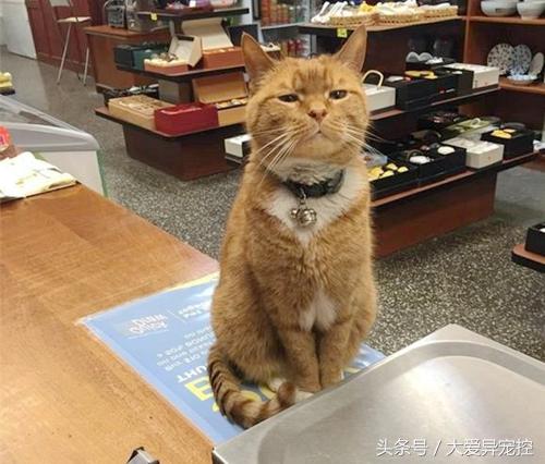 超市请来一只猫咪做店长，销售额从此翻倍，难道真是一只招财猫？