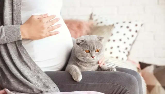 再谈老问题：家里有孕妇，到底能不能养猫？