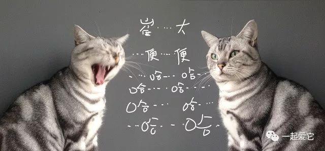 宠知识｜养猫非要有猫砂，是猫的本能还是人类驯养？