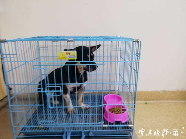 @宁波爱犬人士，流浪犬免费领养来了！71岁温阿姨成为宁波市首个领养人