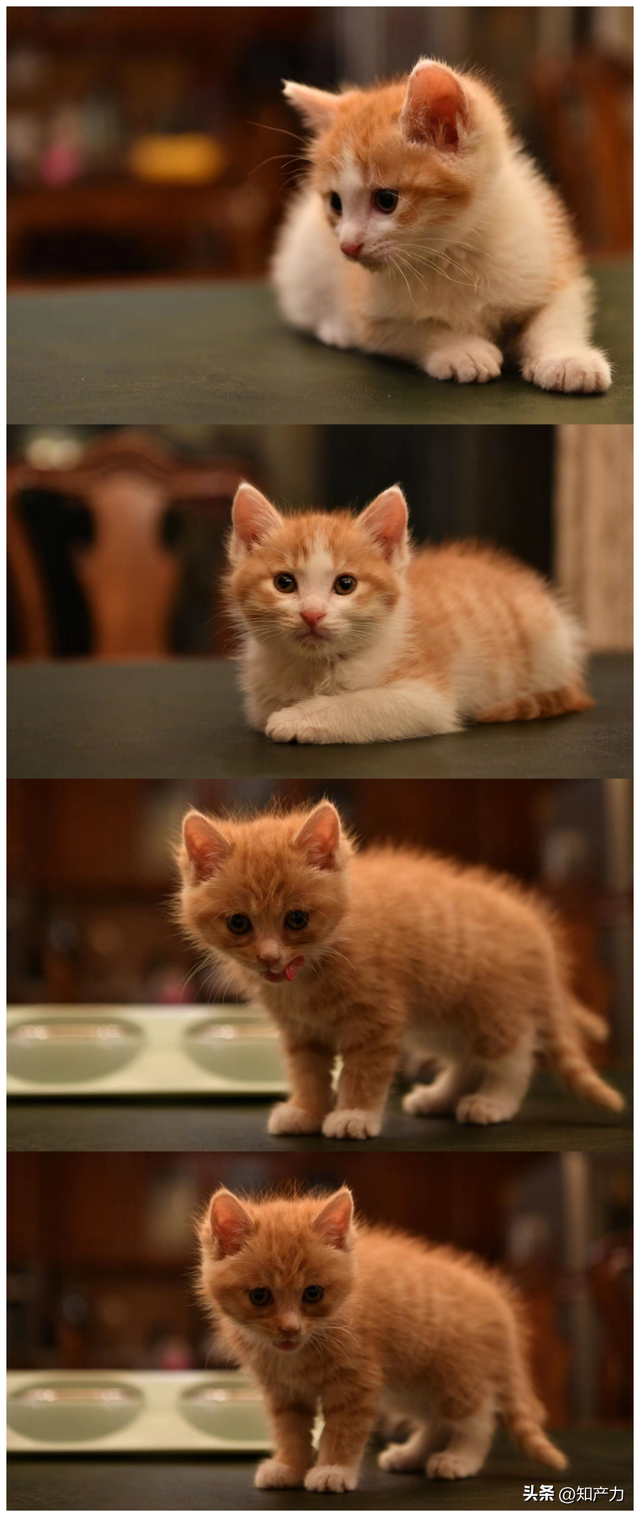 「北京猫咪领养」给“橘座”一个家，送知产宝白金账号