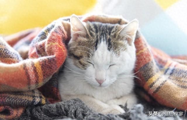 萌宠猫星人，温暖又治愈，养猫2年确诊重度哮喘，爱猫的要注意了