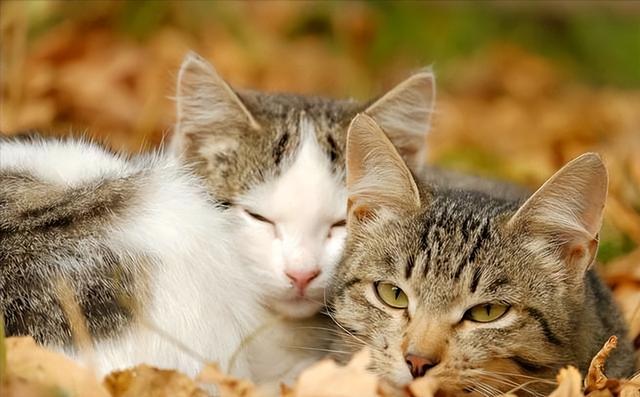 公猫和母猫是如何“交配”的？奇怪的知识又增加了