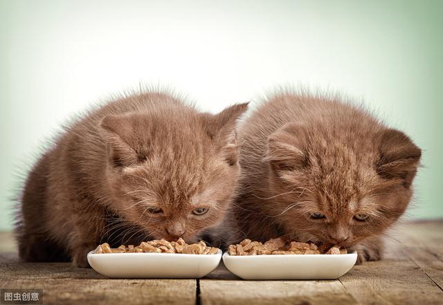 养猫小常识——腹泻，猫咪腹泻拉稀怎么办？常见腹泻原因攻略