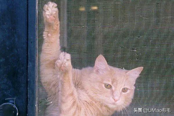 养猫不装纱窗，何时坠楼就是颗不定时炸弹