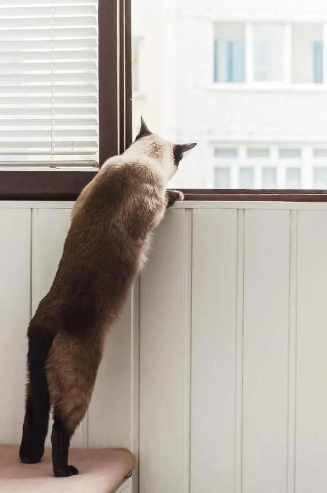 春节回家过年，猫咪独自留守在家该怎么办？