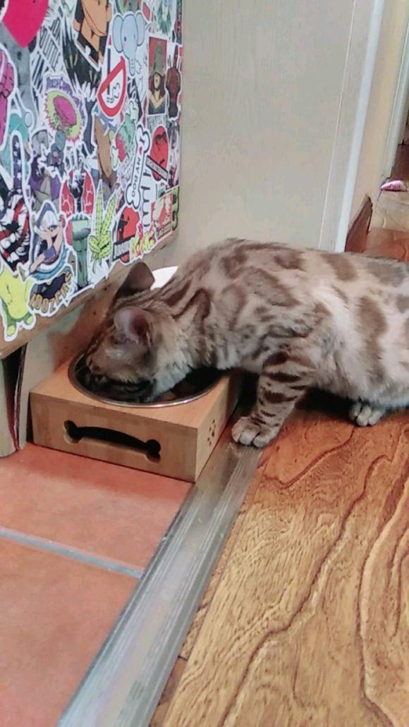 镜头下：吸猫者的自制猫粮，看完有一种深刻的体会，人不如猫啊