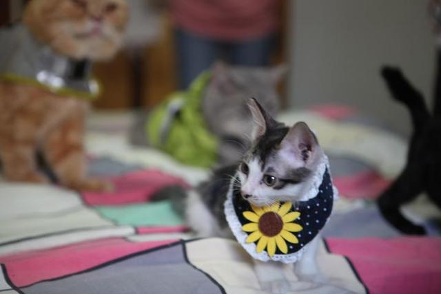 杭州阿姨17年救助上万只猫 只有她鉴定过的爱猫人士才可领养