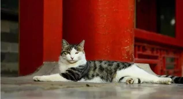 故宫中有上百只猫，它们靠什么生活？网友：人家可是有编制的