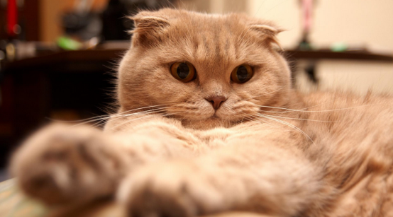 网友说：养猫每个月花销都特别高！老王带你盘点养猫每月花多少？