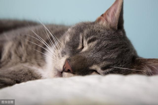 猫粉刺不是青春期猫的专利，事实上，任何年龄段的猫都可能患上