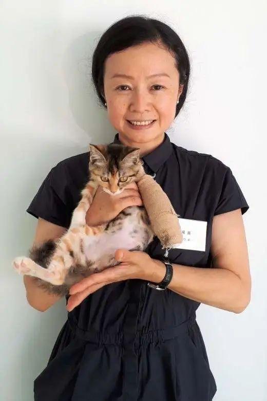 11只猫相伴：沈阳菲尼斯日语学校有个爱心“猫咪教室”