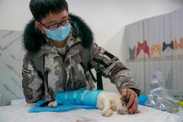 流浪猫绝育手术免费，上海小动物救助领养中心开放预约