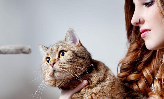 情侣一起养猫，猫会更亲男主人，还是女主人？