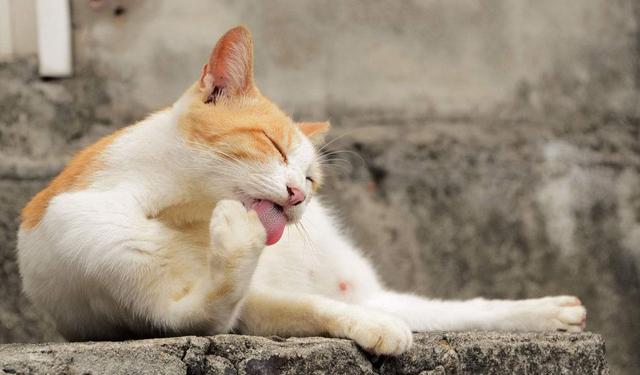 铲屎官分享养猫小技巧，能有效帮助猫咪保持整洁，不必每月洗澡
