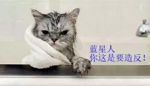 中国养猫人数居世界第二，为什么越来越多人喜欢养猫？
