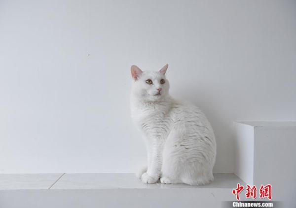 养一只猫有多贵？日本调查：约154万日元，狗更甚